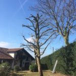 Élagage d'un arbre à Bayonne