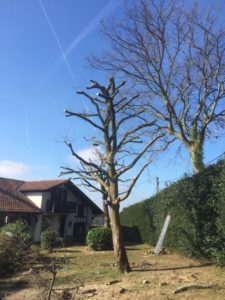 Élagage d'un arbre à Bayonne