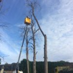 Élagage d'un arbre avec une nacelle à Bayonne