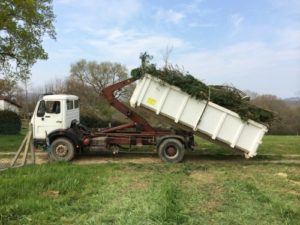 Dégagement final de l'arbre