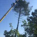 Retrait d'un pin à l'aide d'une grue