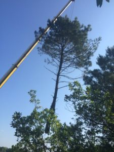 Retrait d'un pin à l'aide d'une grue