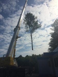 Retrait d'un pin à l'aide d'une grue (2)