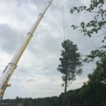 Abattage d'un arbre et retrait avec une grue à Bayonne