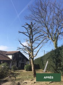 Arbre élagué près de Saint Jean de Luz