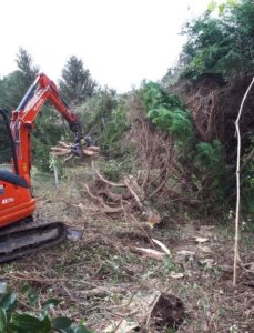 Abattage et arrachage du tronc et branches