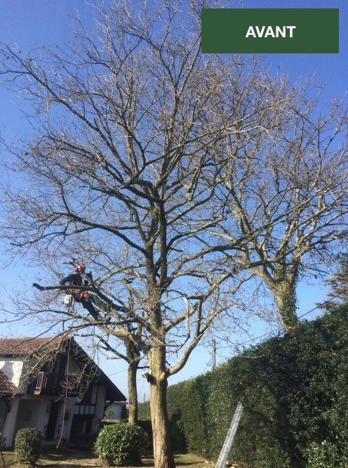 Élagage d'un arbre à Bayonne