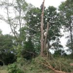 Démontage de l'arbre avec notre arboriste grimpeur