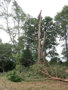 Démontage de l'arbre avec notre arboriste grimpeur