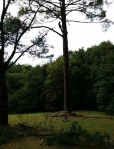 L'élagueur grimpeur en train d'ébrancher l'arbre