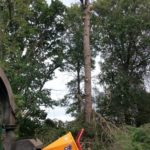 Démontage d'un arbre à Bayonne