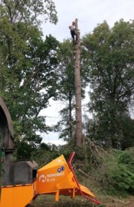 Arbre ébranché avant débitage