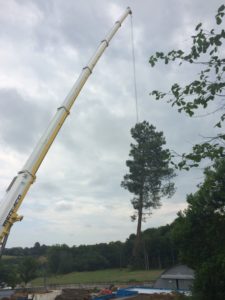 Abattage au moyen d'une grue - haubanage