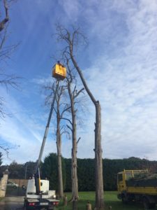 Élagage à l'aide d'une nacelle près de Bidart