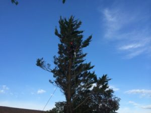 Élagage d'un arbre du côté de Bayonne