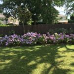 Création d'un parterre d'hortensia