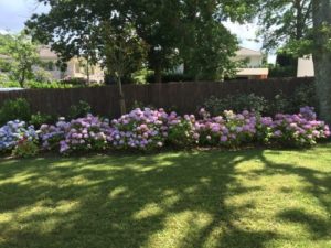 Création d'un parterre d'hortensia