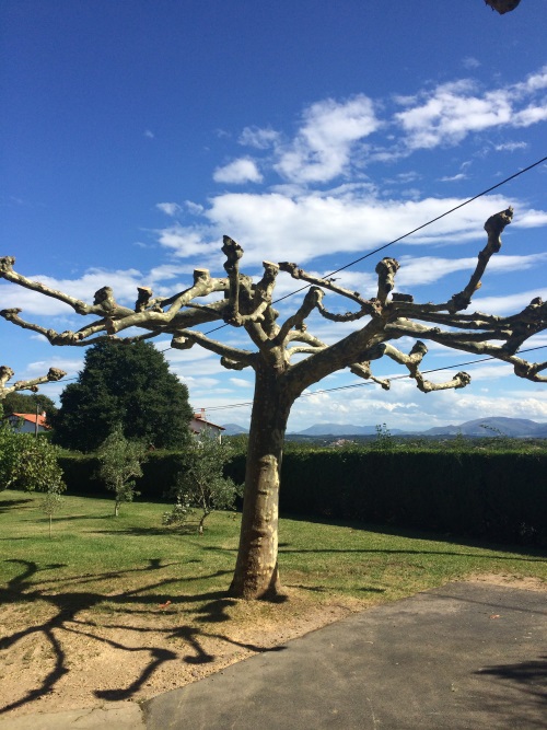 Taille d'arbre près d'Arcangues